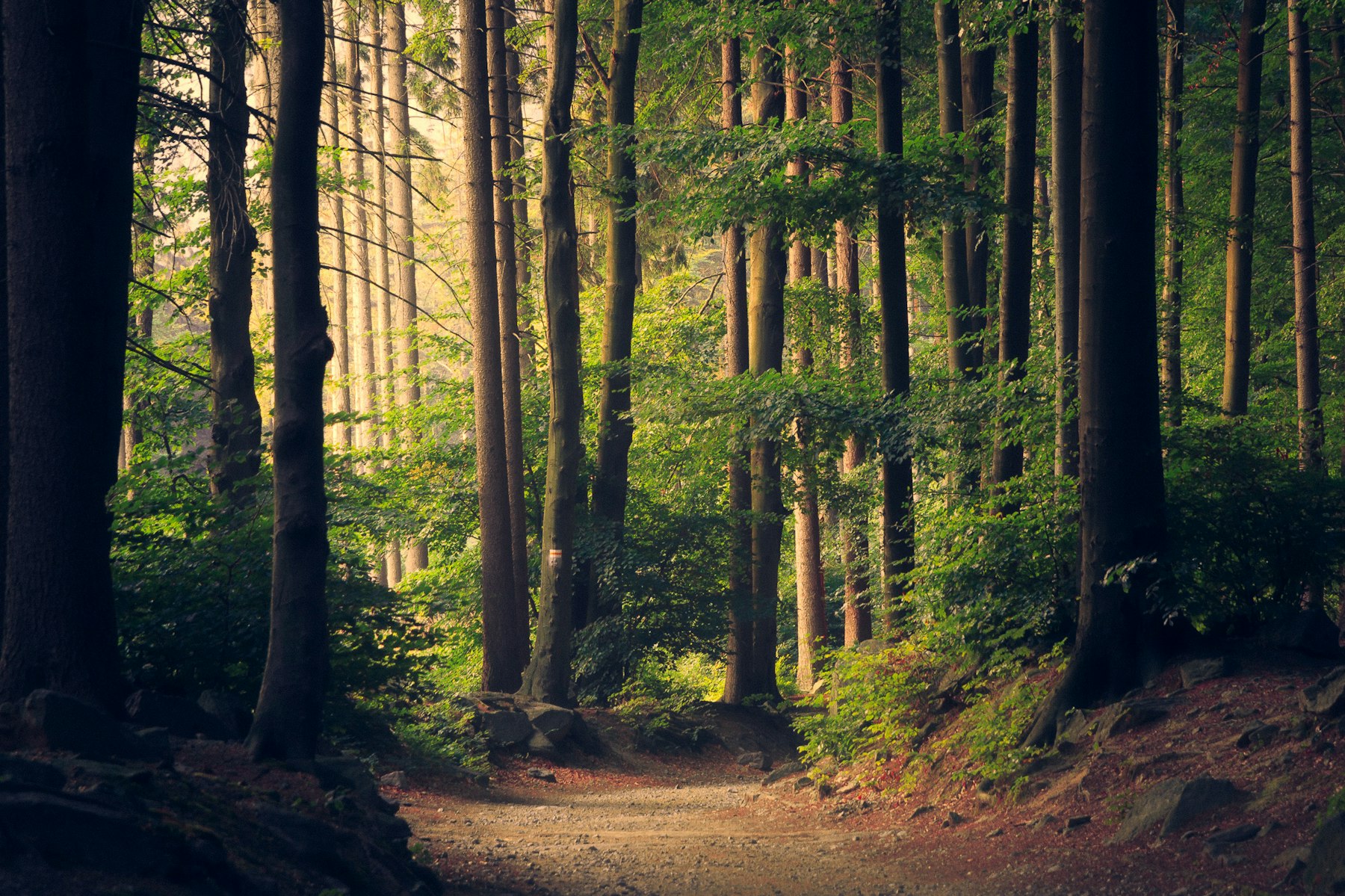 Sunlight through a quiet forest